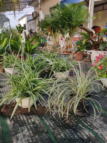 Hướng Dẫn Cách Trồng, Chăm Sóc Cây Lan Bạch Chỉ (cỏ Lan Chỉ/dây Nhện) Tại Nhà: Kỹ Thuật Chuẩn, Phân Biệt Dược Liệu