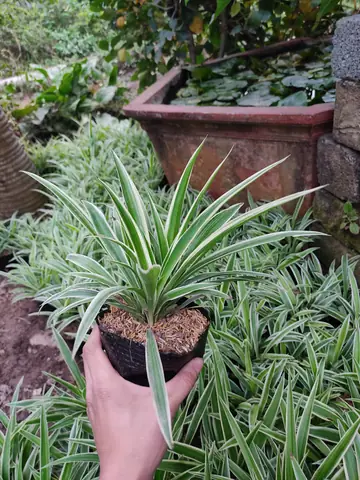 Hướng Dẫn Cách Trồng, Chăm Sóc Cây Lan Bạch Chỉ (cỏ Lan Chỉ/dây Nhện) Tại Nhà: Kỹ Thuật Chuẩn, Phân Biệt Dược Liệu