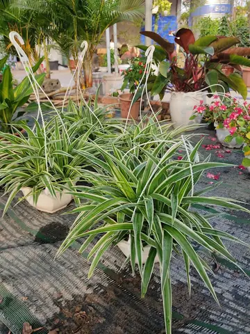 Hướng Dẫn Cách Trồng, Chăm Sóc Cây Lan Bạch Chỉ (cỏ Lan Chỉ/dây Nhện) Tại Nhà: Kỹ Thuật Chuẩn, Phân Biệt Dược Liệu