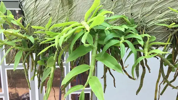 Hướng Dẫn Cách Trồng Và Chăm Sóc Lan Hoàng Thảo (vôi, Nghệ Tâm, Ú Lồi...) Từ A-Z: Kỹ Thuật, Chọn Giống & Tránh Sai Lầm