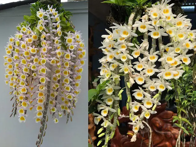 Hướng Dẫn Cách Trồng Và Chăm Sóc Lan Hoàng Thảo (vôi, Nghệ Tâm, Ú Lồi...) Từ A-Z: Kỹ Thuật, Chọn Giống & Tránh Sai Lầm