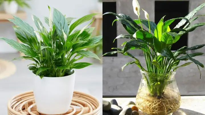 Hướng Dẫn Trồng Và Chăm Sóc Cây Lan Ý Không Bị Cháy Lá: Nguyên Nhân, Cách Khắc Phục Và Bí Quyết Lá Xanh Mượt Quanh Năm