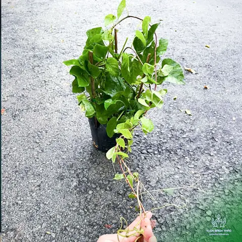 Hướng Dẫn Cách Trồng Và Chăm Sóc Cây Liêm Hồ Đằng (dây Tơ Hồng) Từ A-Z: Kỹ Thuật Giâm Cành, Yêu Cầu Đất, Ánh Sáng, Ý Nghĩa Phong Thủy Hướng Dẫn Cách Trồng Và Chăm Sóc Cây Liêm Hồ Đằng (dây Tơ Hồng) Từ A-Z: Kỹ Thuật Giâm Cành, Yêu Cầu Đất, Ánh Sáng, Ý Nghĩa Phong Thủy