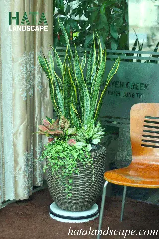 Hướng Dẫn Cách Trồng Cây Lưỡi Hổ Xoắn Từ A-Z: Kỹ Thuật, Chăm Sóc Và Tránh Sai Lầm Thường Gặp Hướng Dẫn Cách Trồng Cây Lưỡi Hổ Xoắn Từ A-Z: Kỹ Thuật, Chăm Sóc Và Tránh Sai Lầm Thường Gặp