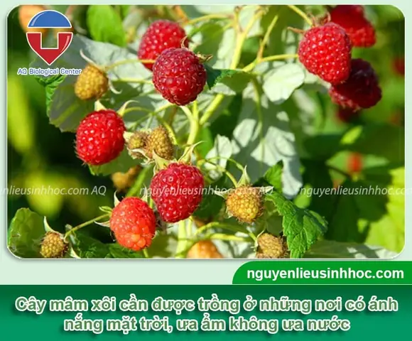 Cách Trồng Cây Mâm Xôi Tại Việt Nam: Hướng Dẫn Từ Chọn Giống Cho Để Ra Quả Cách Trồng Cây Mâm Xôi Tại Việt Nam: Hướng Dẫn Từ Chọn Giống Cho Để Ra Quả