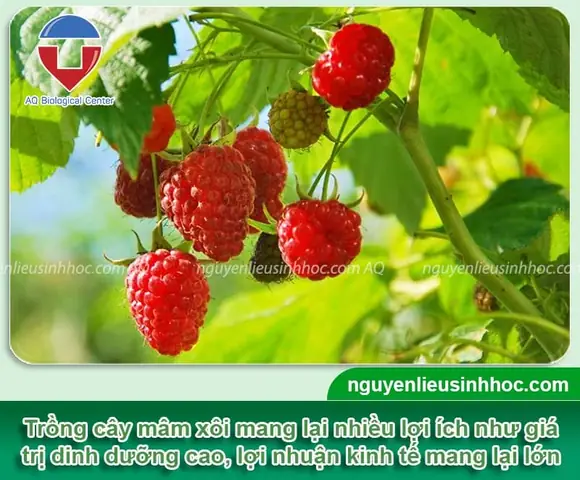 Cách Trồng Cây Mâm Xôi Tại Việt Nam: Hướng Dẫn Từ Chọn Giống Cho Để Ra Quả Cách Trồng Cây Mâm Xôi Tại Việt Nam: Hướng Dẫn Từ Chọn Giống Cho Để Ra Quả