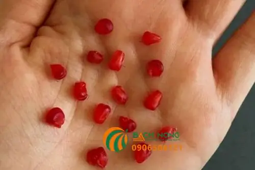 Cách Trồng Cây Mâm Xôi Từ Hạt: Quy Trình Ươm Mầm Chuẩn, Chăm Sóc Và Bí Quyết Ra Quả Sớm Cách Trồng Cây Mâm Xôi Từ Hạt: Quy Trình Ươm Mầm Chuẩn, Chăm Sóc Và Bí Quyết Ra Quả Sớm