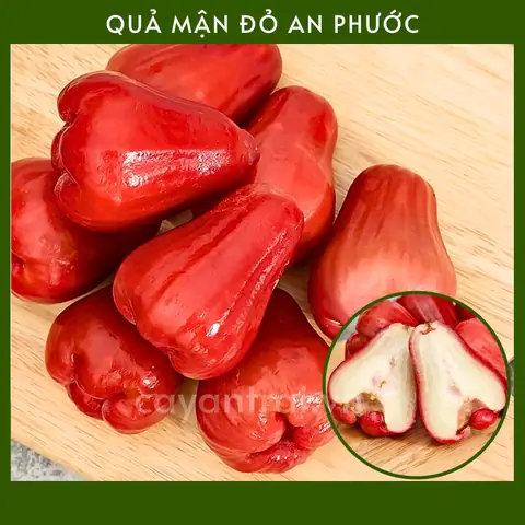 Cách Trồng Cây Mận Trong Chậu: 5 Giống Đẹp Và Hướng Dẫn Chăm Sóc Dễ Làm Cho Người Mới