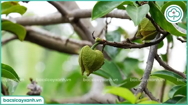 Hướng Dẫn Cách Trồng Cây Mãng Cầu Xiêm Trong Chậu Từ A-Z: Kỹ Thuật Chọn Giống, Đất, Chăm Sóc Và Thụ Phấn Cho Ra Trái Nhiều