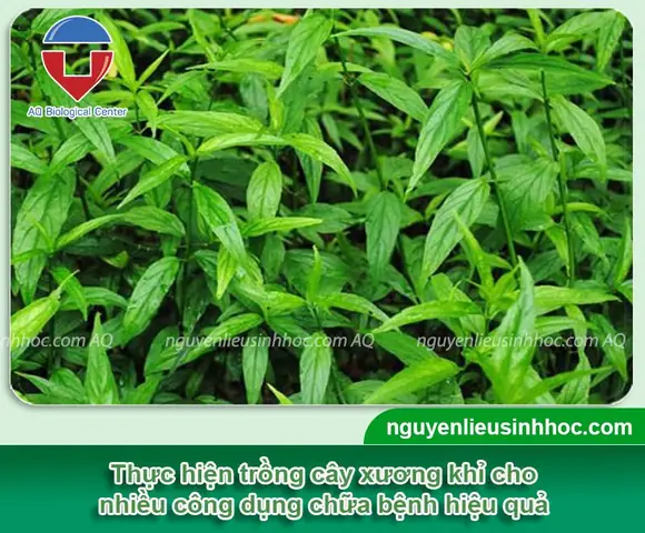Hướng Dẫn Cách Trồng Cây Mashing Cộng (xương Khỉ, Bìm Bịp) Từ A-Z: Kỹ Thuật, Chăm Sóc & Thu Hoạch