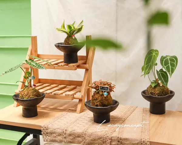 Cách Trồng Và Tạo Hình Cây May Mắn Hình Khối Đẹp, Chuẩn Phong Thủy Từ A-Z