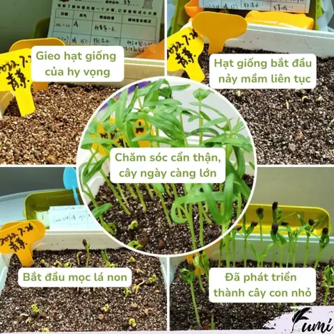 Hướng Dẫn Cách Trồng Cây Mini Tại Nhà Từ A-Z: Quy Trình, Chăm Sóc & Top Loại Dễ Sống Cho Người Mới Bắt Đầu Hướng Dẫn Cách Trồng Cây Mini Tại Nhà Từ A-Z: Quy Trình, Chăm Sóc & Top Loại Dễ Sống Cho Người Mới Bắt Đầu