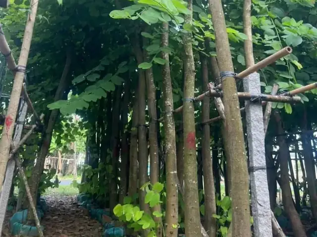 Cách Trồng Cây Móng Bò: Kỹ Thuật, Chăm Sóc & Các Lỗi Thường Gặp Cho Người Mới Cách Trồng Cây Móng Bò: Kỹ Thuật, Chăm Sóc & Các Lỗi Thường Gặp Cho Người Mới