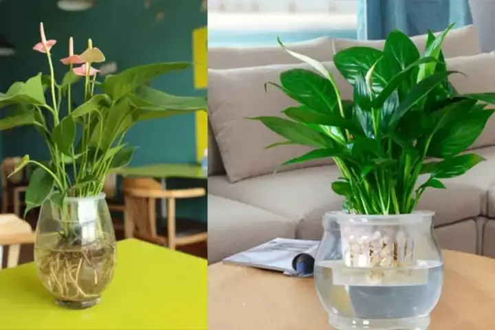 Hướng Dẫn Cách Trồng Cây Nền Thủy Sinh Đúng Kĩ Thuật, Không Bị Chổi Lên Cho Người Mới Hướng Dẫn Cách Trồng Cây Nền Thủy Sinh Đúng Kĩ Thuật, Không Bị Chổi Lên Cho Người Mới