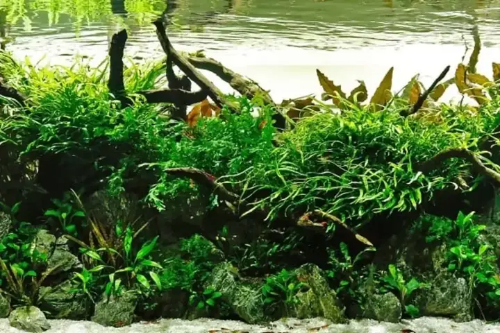 Hướng Dẫn Cách Trồng Cây Nền Thủy Sinh Đúng Kĩ Thuật, Không Bị Chổi Lên Cho Người Mới Hướng Dẫn Cách Trồng Cây Nền Thủy Sinh Đúng Kĩ Thuật, Không Bị Chổi Lên Cho Người Mới