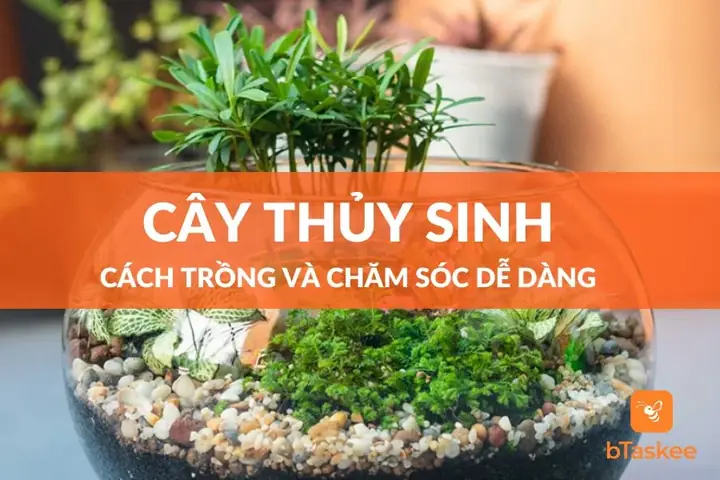 Hướng Dẫn Cách Trồng Cây Nền Thủy Sinh Đúng Kĩ Thuật, Không Bị Chổi Lên Cho Người Mới Hướng Dẫn Cách Trồng Cây Nền Thủy Sinh Đúng Kĩ Thuật, Không Bị Chổi Lên Cho Người Mới