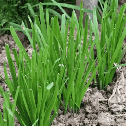 Cách Trồng Và Chăm Sóc Cây Ngải Nàng Mơn, Ngảicue Và Ý Nghĩa Phong Thủy Cho Người Mới Trồng Cách Trồng Và Chăm Sóc Cây Ngải Nàng Mơn, Ngảicue Và Ý Nghĩa Phong Thủy Cho Người Mới Trồng