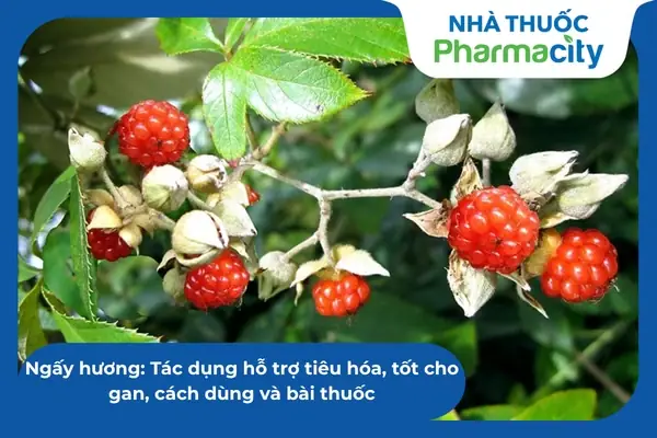 Cách Trồng Cây Ngấy Hương Từ A-Z: Hướng Dẫn Chi Tiết Cho Người Mới Bắt Đầu Cách Trồng Cây Ngấy Hương Từ A-Z: Hướng Dẫn Chi Tiết Cho Người Mới Bắt Đầu
