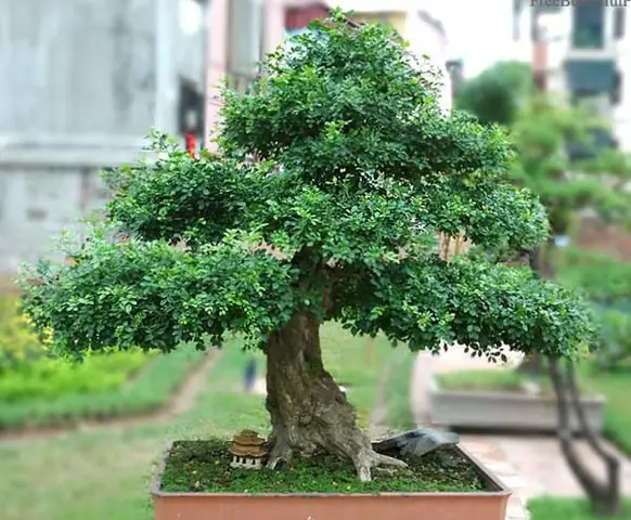 Cách Trồng Và Chăm Sóc Cây Nguyệt Quế Khổng Lồ: Để Có Cây Đẹp, Hoa Thơm Quanh Năm Cách Trồng Và Chăm Sóc Cây Nguyệt Quế Khổng Lồ: Để Có Cây Đẹp, Hoa Thơm Quanh Năm