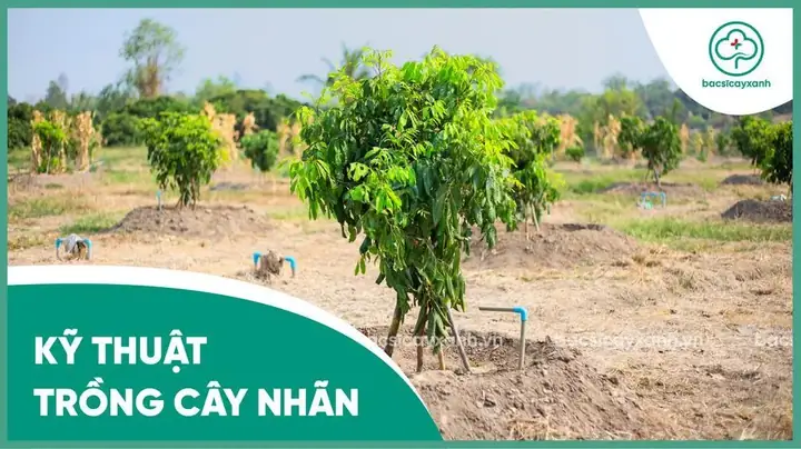 Cách Trồng Cây LABEL Cổ Thụ Đúng Kỹ Thuật: Chọn Đất, Làm Hố, Bón Lót Và Chăm Sóc Chi Tiết