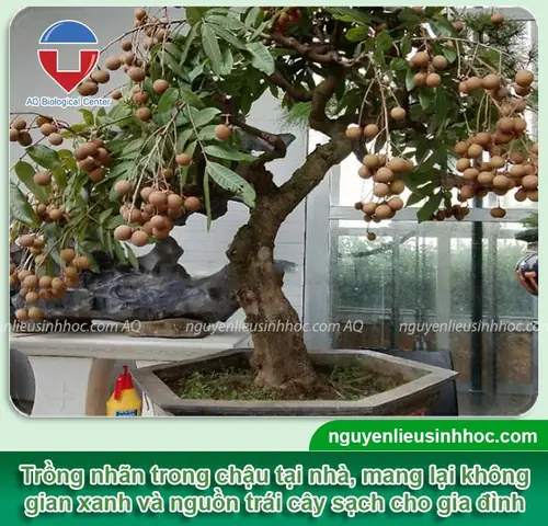Cách Trồng Cây LABEL Cổ Thụ Đúng Kỹ Thuật: Chọn Đất, Làm Hố, Bón Lót Và Chăm Sóc Chi Tiết