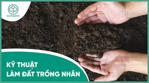Cách Trồng Cây LABEL Cổ Thụ Đúng Kỹ Thuật: Chọn Đất, Làm Hố, Bón Lót Và Chăm Sóc Chi Tiết