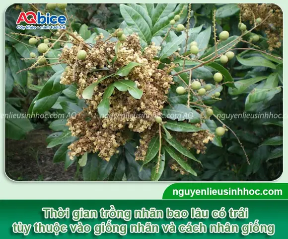 Hướng Dẫn Cách Trồng Cây Nhãn Khi On Nho (bonsai/trồng Chậu): Từ Chọn Giống, Trồng Đến Tỉa Tạo Hình Và Chăm Sóc Cho Trái Nhanh