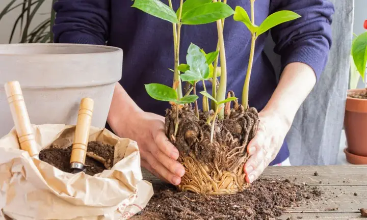 Hướng Dẫn Cách Trồng Cây Non Đúng Kỹ Thuật Từ A-Z: Chọn Giống, Chuyển Trồng, Chăm Sóc Bền Rễ