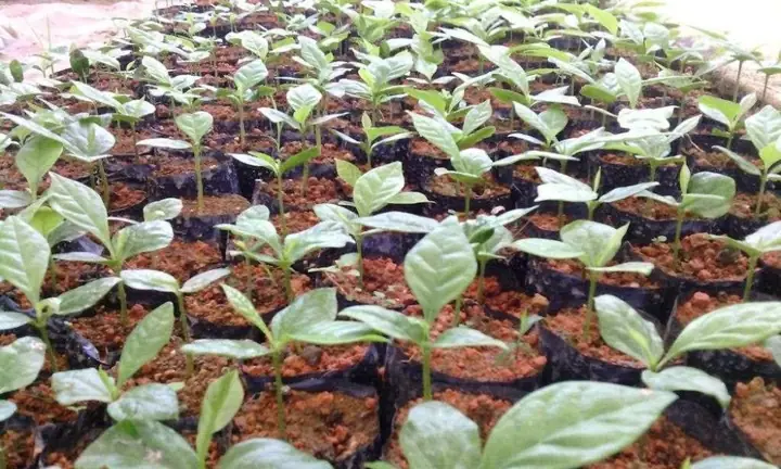 Cách Trồng Cây Nông Nghiệp Đúng Kỹ Thuật Cho Năng Suất Cao Cách Trồng Cây Nông Nghiệp Đúng Kỹ Thuật Cho Năng Suất Cao