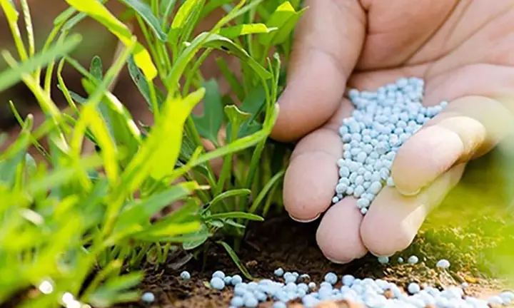 Hướng Dẫn Cách Trồng Cây Ở Sân Chuẩn Kỹ Thuật: Từ Chuẩn Bị, Trồng Trọt Đến Chăm Sóc (dành Cho Sân Vườn & Sân Thượng) Hướng Dẫn Cách Trồng Cây Ở Sân Chuẩn Kỹ Thuật: Từ Chuẩn Bị, Trồng Trọt Đến Chăm Sóc (dành Cho Sân Vườn & Sân Thượng)