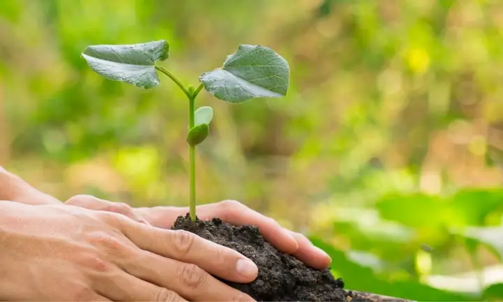 Hướng Dẫn Chi Tiết Cách Bụng Và Trồng Cây Ổi Không Bầu: Kỹ Thuật Từ A-Z, Tỷ Lệ Sống Cao, Không Cần Kích Rễ Hướng Dẫn Chi Tiết Cách Bụng Và Trồng Cây Ổi Không Bầu: Kỹ Thuật Từ A-Z, Tỷ Lệ Sống Cao, Không Cần Kích Rễ