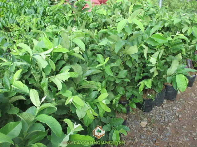 Hướng Dẫn Trồng Ổi Xá Lị Trong Chậu: Từ Giống Đến Trái Ngọt Giòn