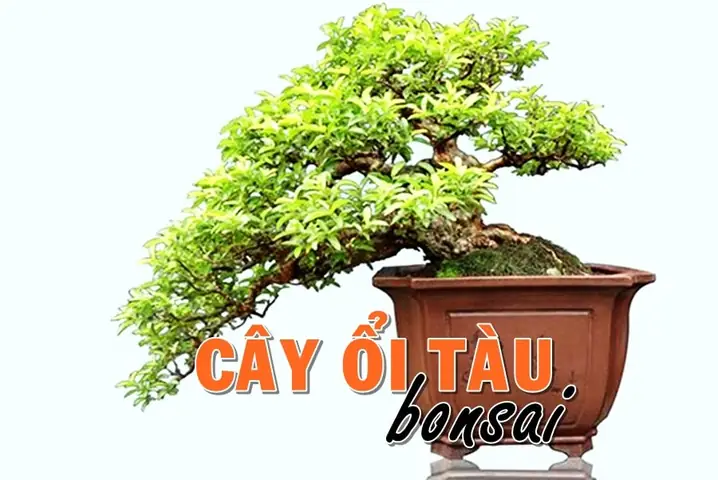 Cách Trồng Cây Ổi Tàu Ra Quả Sai, Ngọt: Hướng Dẫn Chi Tiết Từ A-Z