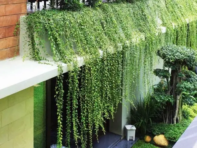 Hướng Dẫn Cách Trồng Cây Ốp Tường Bằng Lưới Chi Tiết: Chọn Loại Lưới, Cây Leo Phù Hợp & Quy Trình Làm Từ A-Z Hướng Dẫn Cách Trồng Cây Ốp Tường Bằng Lưới Chi Tiết: Chọn Loại Lưới, Cây Leo Phù Hợp & Quy Trình Làm Từ A-Z