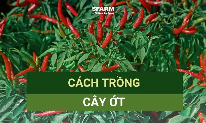 Cách Trồng Cây Ớt Thái Tại Nhà: Từ Chọn Giống, Ưm Hạt Đến Chăm Sóc Đậu Quả Quanh Năm