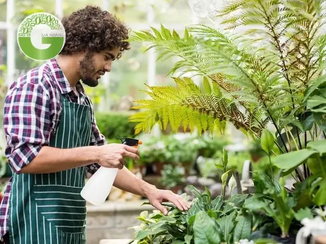 Cách Trồng Cây Oxy Và Sử Dụng Oxy Già (H2O2) Cho Cây Phát Triển Mạnh Mẽ, Lọc Không Khí Hiệu Quả