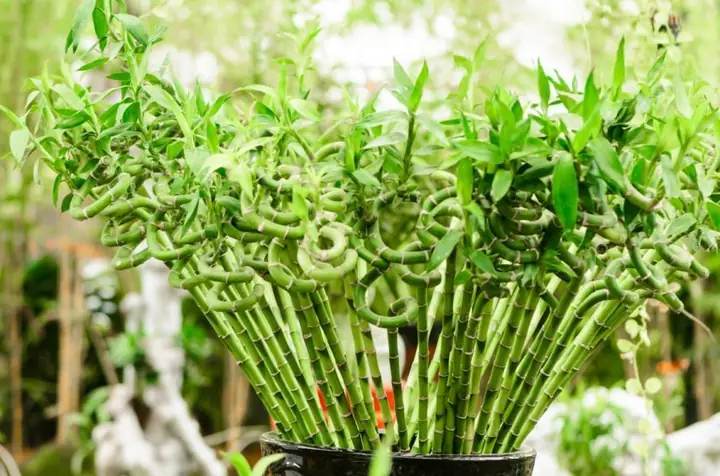 Hướng Dẫn Cách Trồng Cây Phát Lộc Trong Đất: Kỹ Thuật, Đất Trộn Và Chăm Sóc Cho Người Mới
