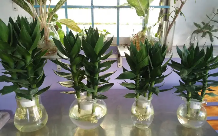Hướng Dẫn Cách Trồng Cây Phát Lộc Trong Đất: Kỹ Thuật, Đất Trộn Và Chăm Sóc Cho Người Mới