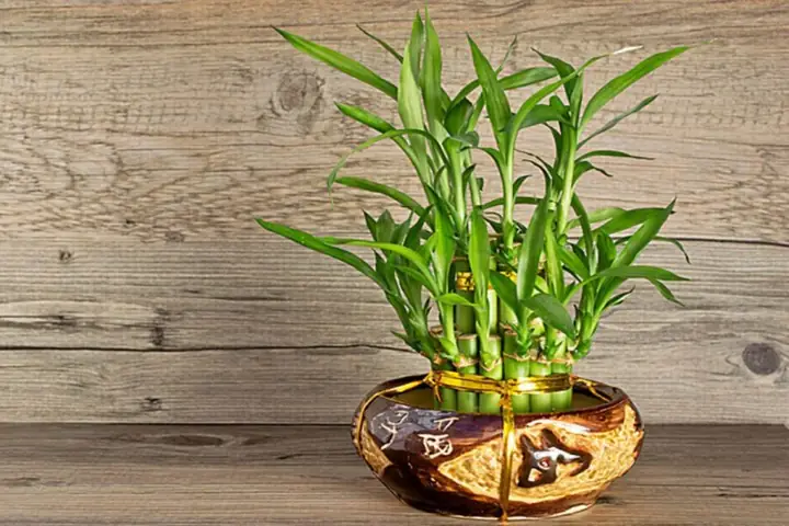 Hướng Dẫn Cách Trồng Cây Phát Lộc Trong Đất: Kỹ Thuật, Đất Trộn Và Chăm Sóc Cho Người Mới