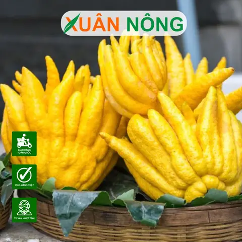 Cách Trồng Cây Phật Thủ Trong Chậu Nhiều Quả: Hướng Dẫn Kỹ Thuật Toàn Diện