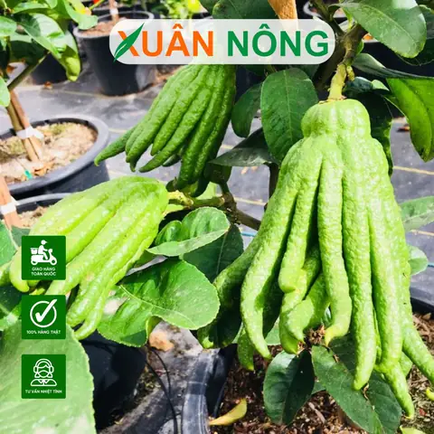 Cách Trồng Cây Phật Thủ Trong Chậu Nhiều Quả: Hướng Dẫn Kỹ Thuật Toàn Diện