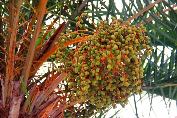Cách Trồng Cây Phỉ Thúy Đúng Kỹ Thuật: Hướng Dẫn Chi Tiết Từ Chăm Sóc Cơ Bản Đến Nâng Cao Cách Trồng Cây Phỉ Thúy Đúng Kỹ Thuật: Hướng Dẫn Chi Tiết Từ Chăm Sóc Cơ Bản Đến Nâng Cao