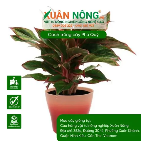 Cách Trồng Cây Phú Quý Không Cần Nước: Richto Đất, Chăm Sóc Dễ Dàng, Xanh Mãi Mùa