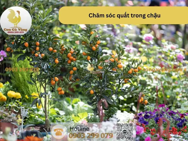 Cách Trồng Quất Trong Lo Lọ Đất Nung: Kỹ Thuật Chọn Chậu, Trộn Đất Và Chăm Sóc Ra Nhiều Quả