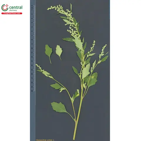 Cách Trồng Rau Muối Tại Nhà: Phân Biệt 2 Loại, Kỹ Thuật Gieo Trồng Cải Bẹ Làm Dưa & Thông Tin Rau Muối Hoang Cách Trồng Rau Muối Tại Nhà: Phân Biệt 2 Loại, Kỹ Thuật Gieo Trồng Cải Bẹ Làm Dưa & Thông Tin Rau Muối Hoang