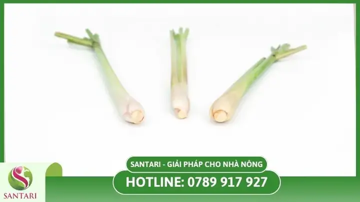 Hướng Dẫn Cách Trồng Cây Sả Đorrect Kỹ Thuật: Quy Trình Chi Tiết & 5+ Công Dụng Sức Khỏe, Xua Muỗi Bạn Nên Biết