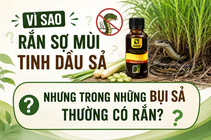 Cách Trồng Cây Sả Để Đuổi Rắn: Bí Kíp Hiệu Quả Và Lưu Ý Quan Trọng