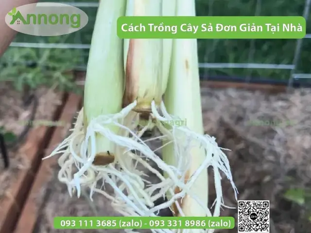 Cách Trồng Cây Sả Để Đuổi Rắn: Bí Kíp Hiệu Quả Và Lưu Ý Quan Trọng