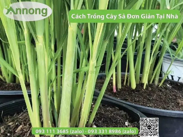 Cách Trồng Cây Sả Để Đuổi Rắn: Bí Kíp Hiệu Quả Và Lưu Ý Quan Trọng