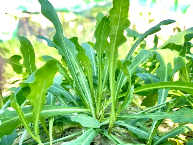 Hướng Dẫn Cách Trồng Cây Sa Sâm (bắc & Nam) Đúng Kỹ Thuật: Phân Biệt Giống, Chọn Đất, Chăm Sóc & Thu Hoạch